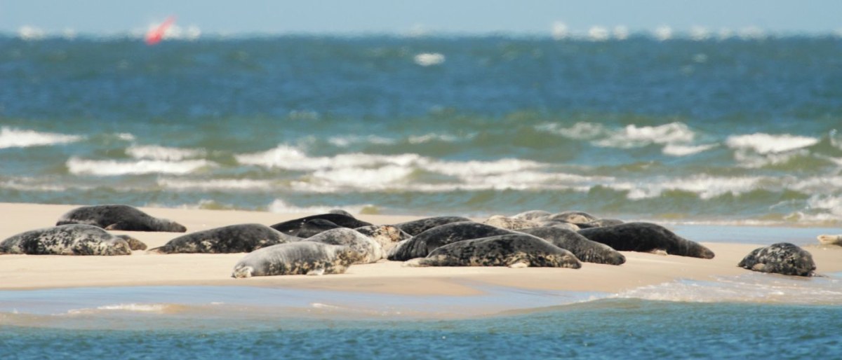 Trip to the Grey Seals