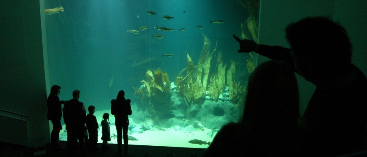 Experience Ticket: Seals & Multimar Wattforum