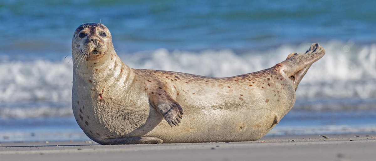 Fahrt zu den Seehunden mit Seetierfang auf der Eider