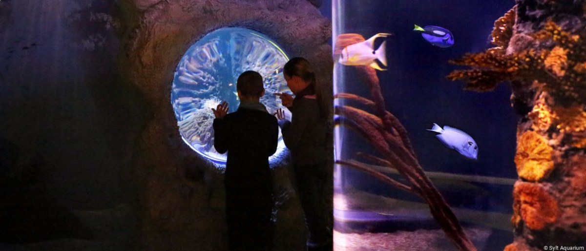 Kombiticket: Angelfahrt in den Lebensraum der Seehunde & Aquarium