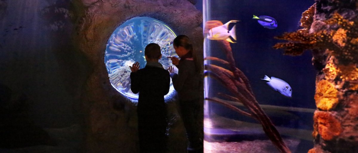 Kombiticket: Seehunde & Aquarium