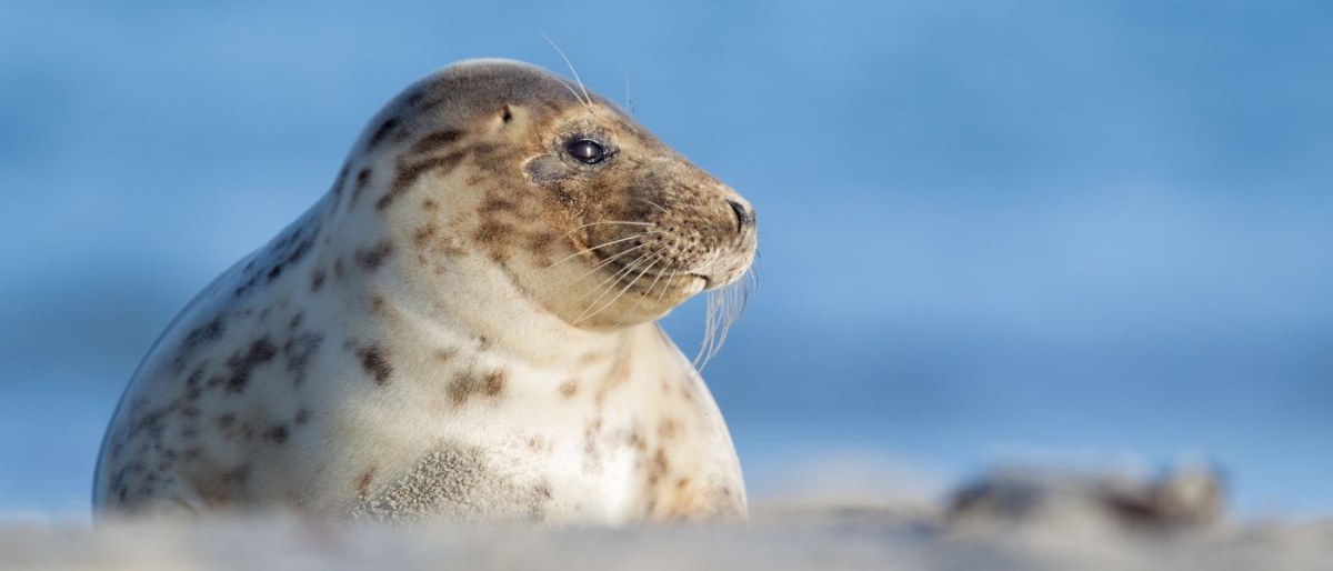 Trip to the Grey Seals