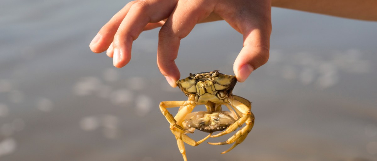 Fahrt zu den Seehunden mit Seetierfang