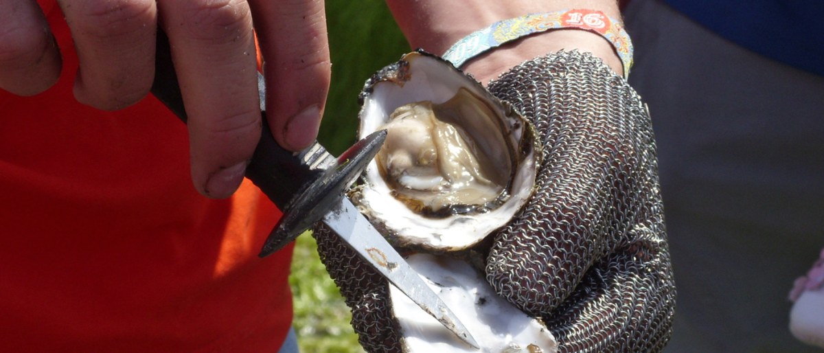 Oyster Bed Tour