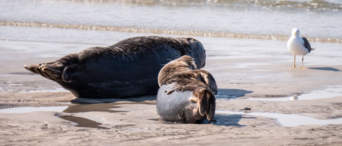 Trip to the Grey Seals